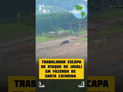 Trabalhador escapa de perseguição de javali em Santa Catarina #viral