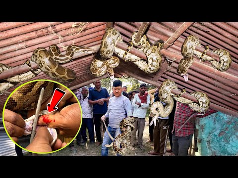 गुड्डू मौर्या को सांप ने काटा! Russell's Viper को Python समझने की कर बैठे भूल | 6 अजगरों में 1Viper.