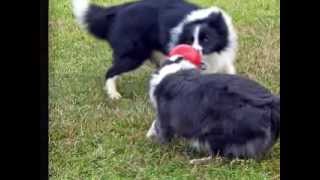 preview picture of video 'Wilsong Border Collies - Love Story 2009'