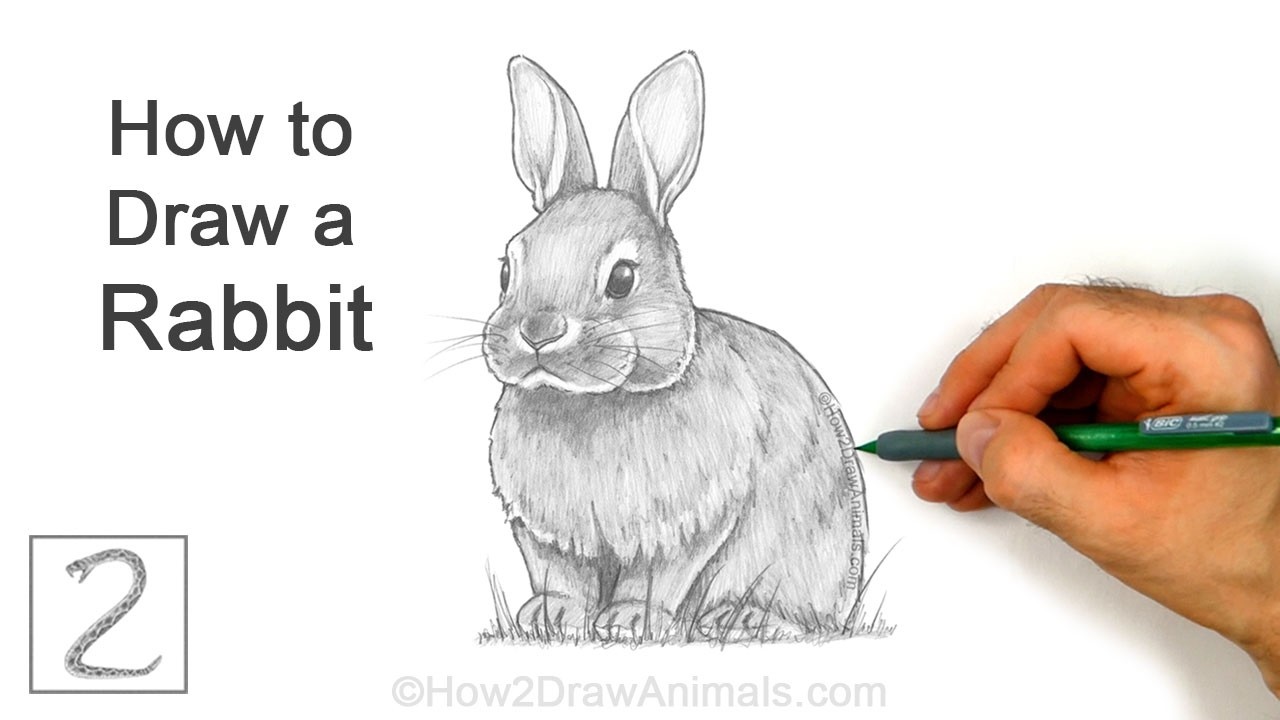 How to Draw a Rabbit for Easter