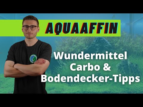 Carbo-fertilizer as a miracle cure & tips for beautiful ground cover plants - AquaAffin #86