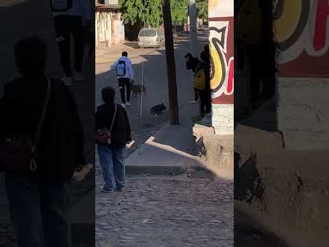 LA PELEA DE PiTBULL CONTRA  HUSKY