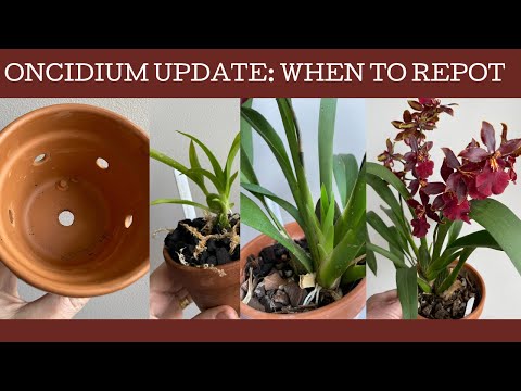 Oncidium update: when to repot, growth cycles and a massive repotting!