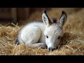 When Cute Baby Animals Become Little Comedians Funniest Animals Video Ever