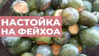 Настойка джина на фейхоа