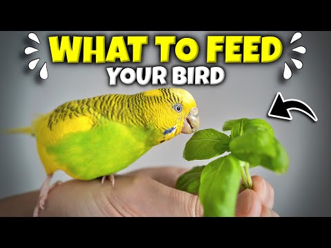 How to Feed your Pet Bird | A Guide for Seeds, Veggies and Pellets