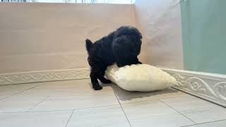 トイプードルの動画01