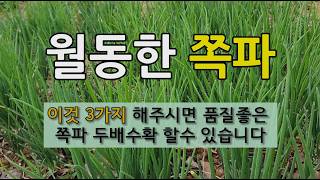 월동한 쪽파 이것 3가지 해주시면 품질 좋은 쪽파 두 배 수확 할 수 있습니다. #봄 쪽파 가꾸기 #쪽파 웃…