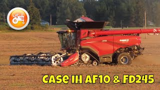Harvest 2025 | Case IH AF10 combine harvesting peas
