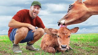 The Unexpected Calf We Found in Our Field