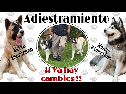 LLEVE A MIS PERROS A ADIESTRAR | AKITA AMERICANO | HUSKY SIBERIANO | LIZETH ZOTO