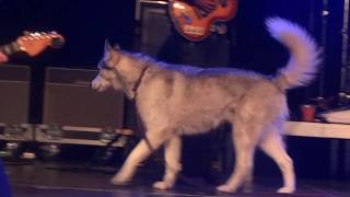 Peter Doherty &amp; The Puta Madres - All at sea (live, feat. Zeus, hehe)