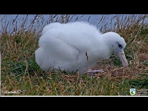 Royal Albatross ~ Fluffy White Chick Walks Back To Nest Bowl! Practicing Wing Exercises! 3.20.21