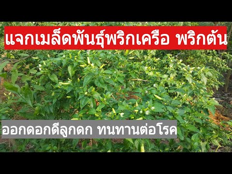 ที่เพิ่มขึ้นในการโฆษณาสำหรับสมาชิก คลินิก Ufa สำหรับการรักษาความแข็งแรง