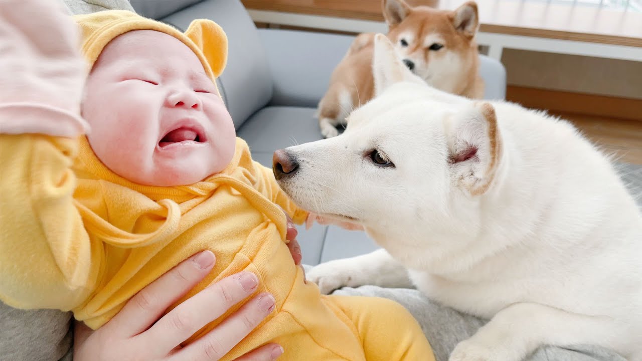 아기가 계속 울어서 강아지들이 걱정을 해요