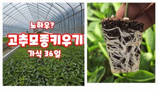 고추모종키우기 괴산청결고추 괴산고추 고추 가식 36일 주의할점 자연특별시괴산 자연울림 풀뿌리농장 석성수 (고…