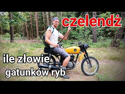 Fishing, how many species of fish can I catch #carpfishing