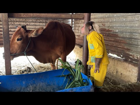 Funny cow refuses CUTIS monkey care