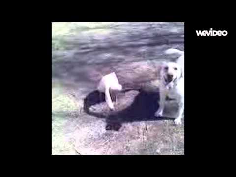 Novak K Goose Finished