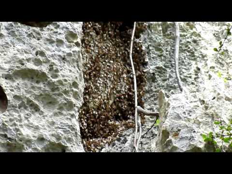 feral hive before experiment