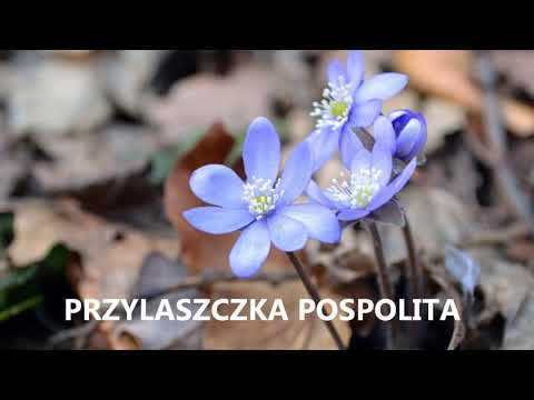 KWIATY WIOSENNE cz.1 nazwy wczesnych kwiatów poradnik ogrodowy #20