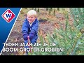 Zo houd je een échte kerstboom zelfs na kerst nog mooi