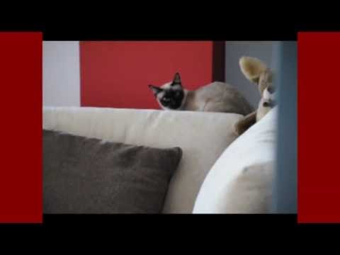 Siamese Cats Cody & Najah - Mating In Progress