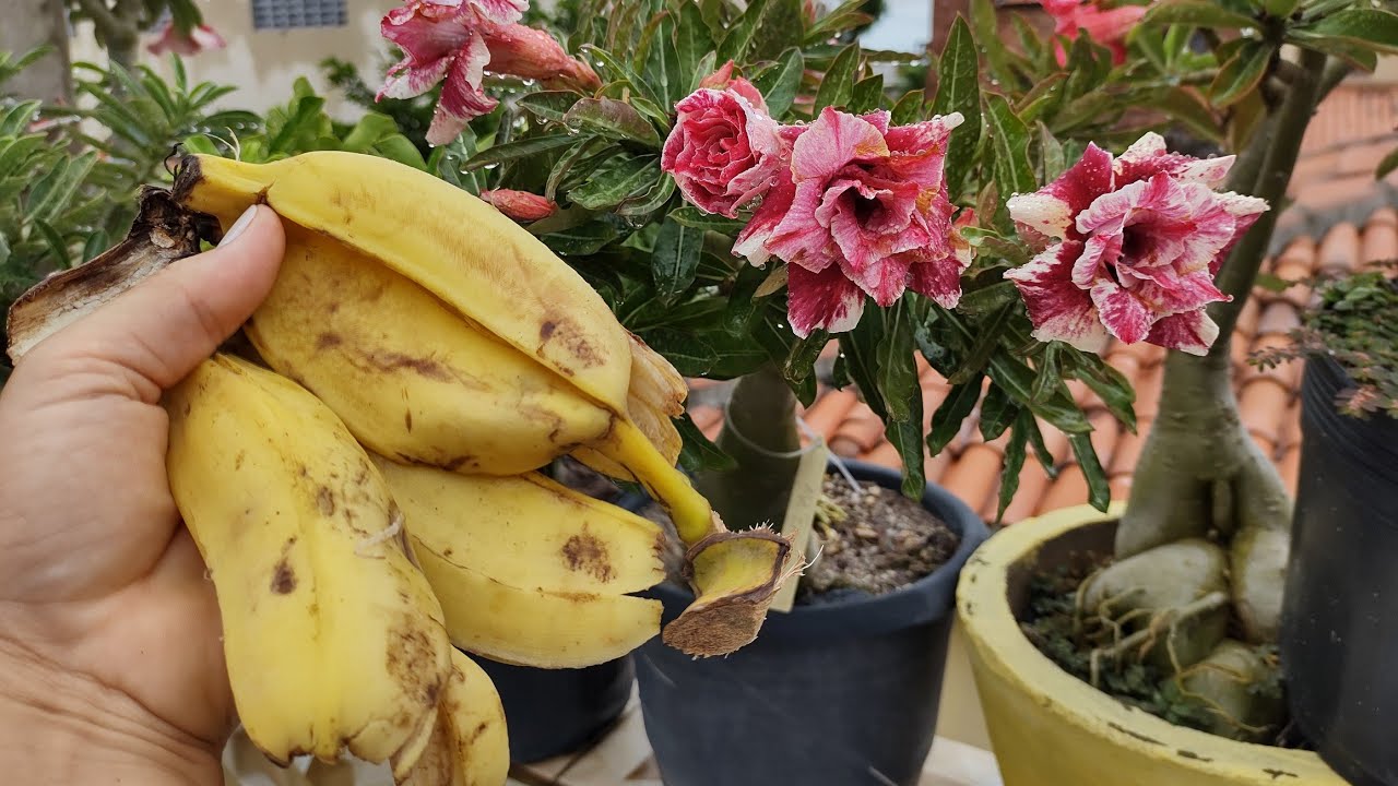 O Adubo orgânico para FLORIR mais rápido que nunca nas ROSAS DO DESERTO.