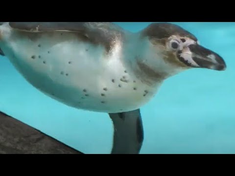 Dni Otwarte Krakowskiego ZOO