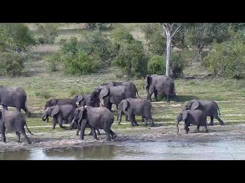 Djuma: Elephant herd - 15:38 - 11/02/20