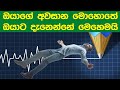 මරණයට පෙර අන්තිම විනාඩි 7 දී මොකද වෙන්�