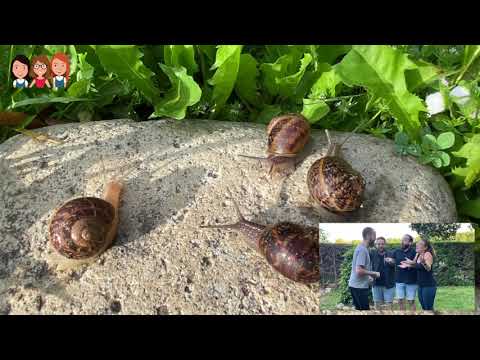 TR3SET - L'excursió dels cargols (amb moviment)