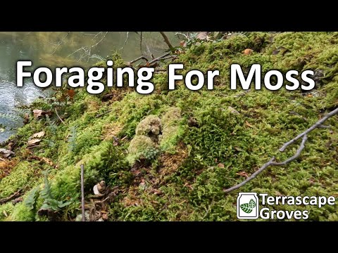 Foraging For Moss & Starting the Bio Jar