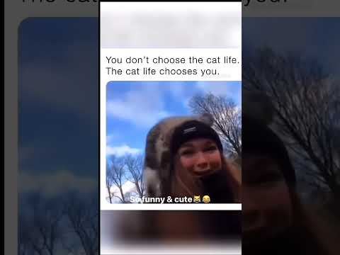 Chosen by the cat ..#cat #catlover #cats #catvideos