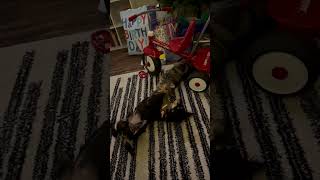 Video preview image #1 Chion Puppy For Sale in Holly Springs, NC, USA