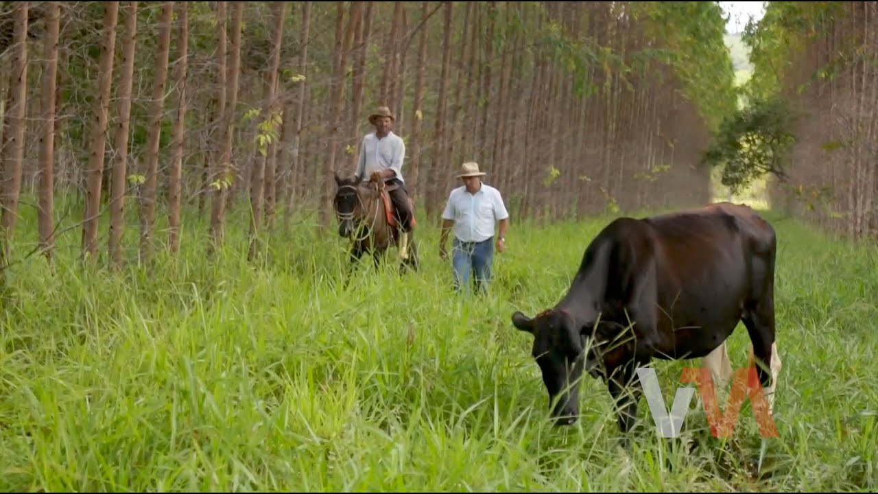 Documentário Terra e Sustentabilidade - EMBRAPA ILPF