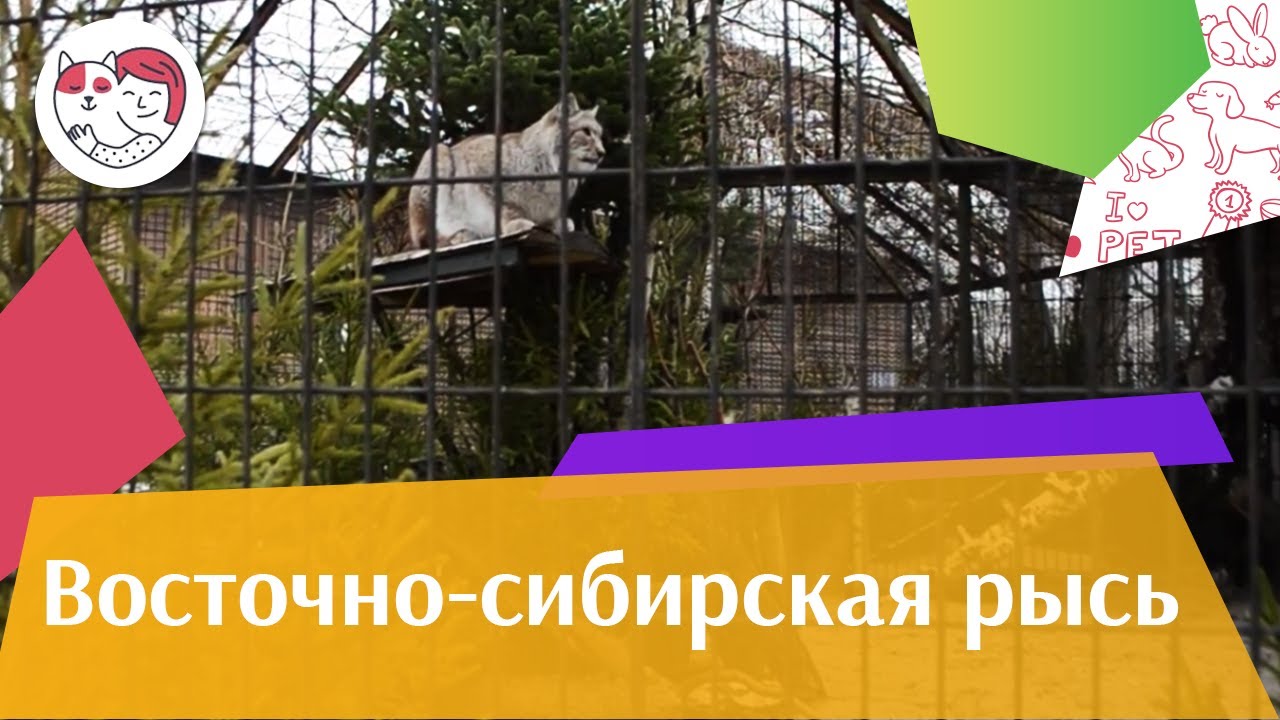 Восточно сибирская рысь Поведение на ilikepet