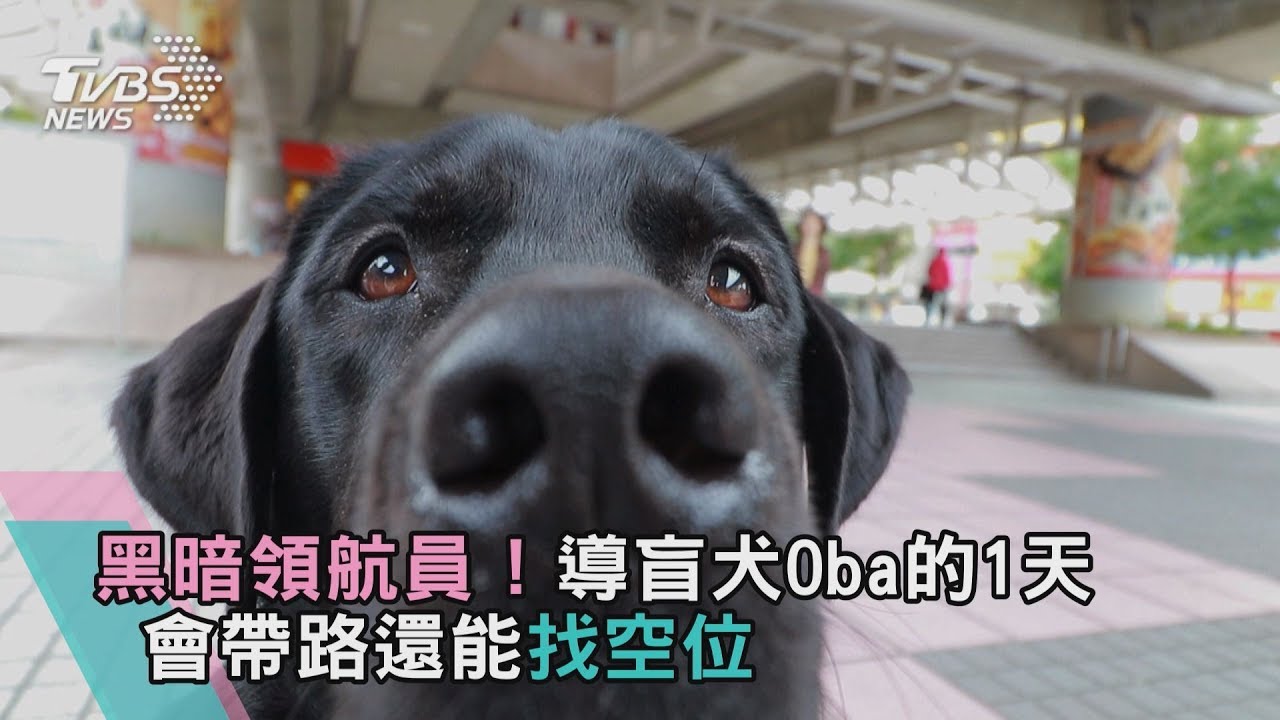 黑暗領航員！導盲犬Oba的1天　會帶路還能找空位