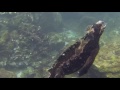Marine Iguanas Chased By Sea Lion Pups