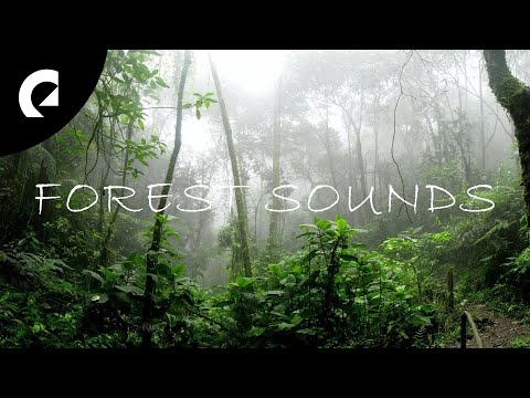 20 Minutes of Nature Forest Sounds - Birds, Insects, Crickets 🌳🐦🦗