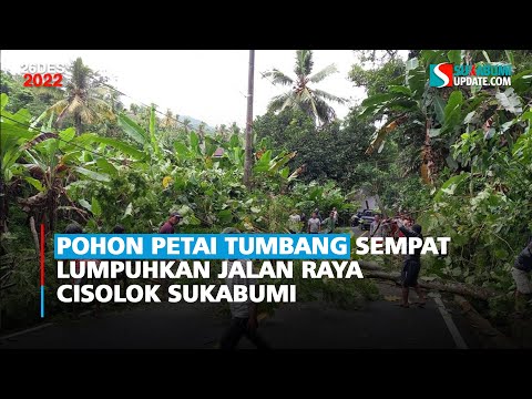 Pohon Petai Tumbang Sempat Lumpuhkan Jalan Raya Cisolok Sukabumi