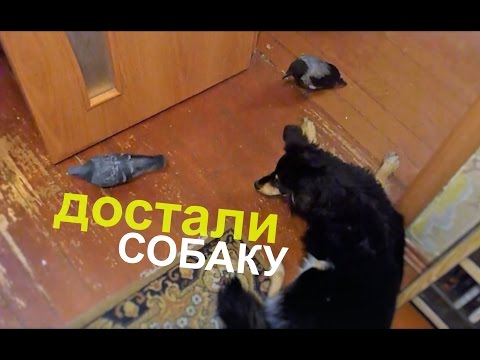 Ворона и Голубь достают собаку