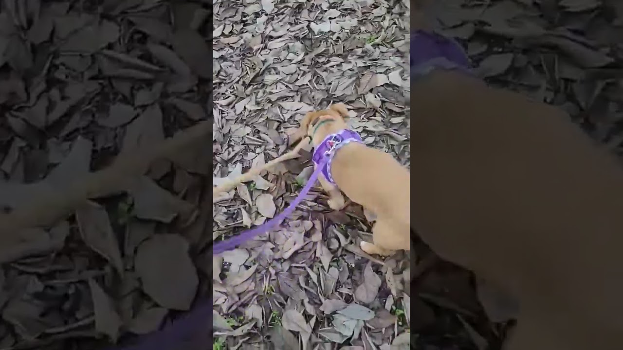 Enlarge Lucky, a ADOPTABLE mixed breed in Merced, CA video 2/5