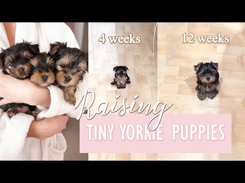 RAISING TINY YORKIE PUPPIES ♡ Age 3 - 12 Weeks