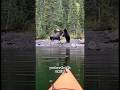 BULL MOOSE vs BEAR in incredible footage! #viral #wildlife #fypシ #moose #bear