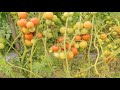 Syngenta Saaho To 3251 Tomato