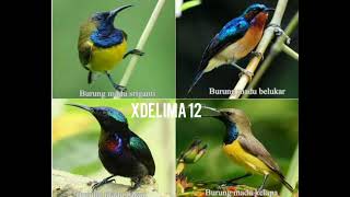 Download lagu Suara Pikat Burung Madu Paling Jitu mp3