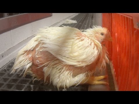 download lagu mp3 mp4 Chicken Slaughterhouse, download lagu Chicken Slaughterhouse gratis, unduh video klip Chicken Slaughterhouse