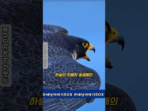 독수리는 애교다! 송골매의 찐 전투력