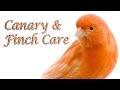 Canary And Finch Care Requested